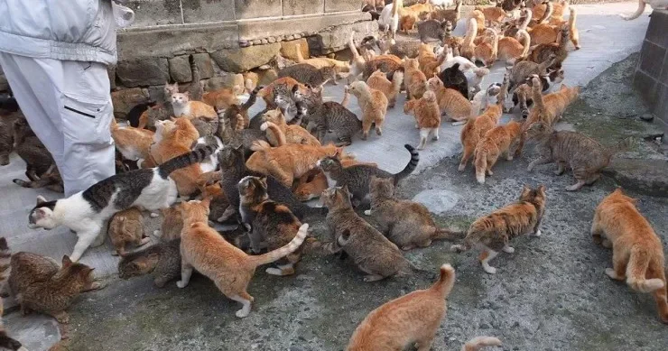 Bu adada insanlardan daha çox vəhşi pişik var