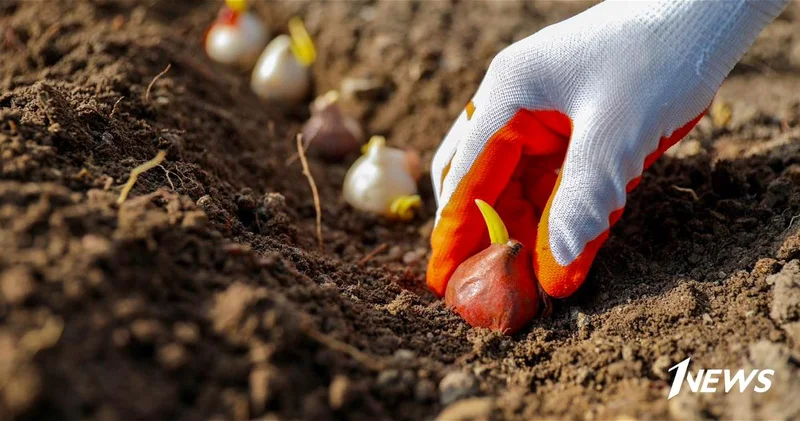 Баку расцветет в марте: на бульваре высадят 80 000 тюльпанов ФОТО