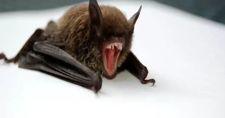 Yeni yarasa virusu XƏBƏRDARLIĞI: Yoluxma əlamətləri nələrdir?