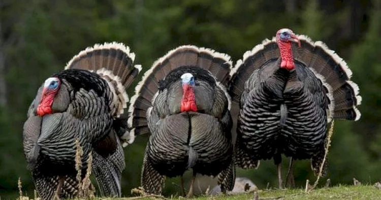 Sosial“Hinduşka aldım, toyuq çıxdı...” Məşhur naşiri belə aldadıblar / FOTO