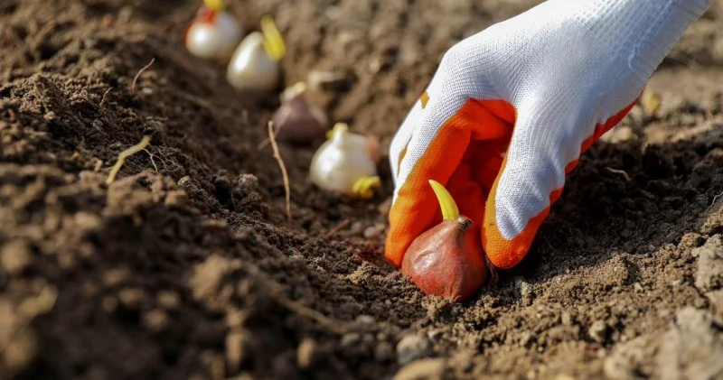 Bulvarda 80 mindən çox dağlaləsi əkiləcək FOTO