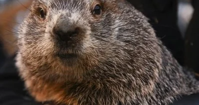 По традиции в День сурка