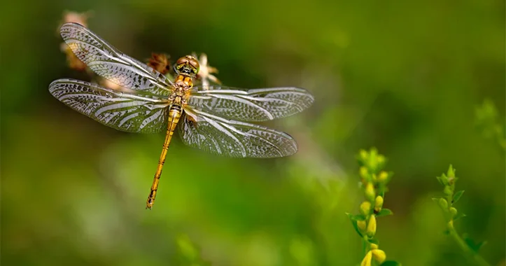 Ani reaksiya necə yaranır?