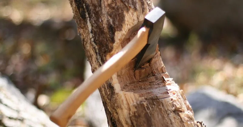 По факту вырубки деревьев в Белом городе возбуждено уголовное дело, есть задержанные