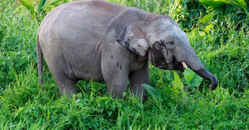 В Таиланде слон растоптал туриста на глазах у его жены