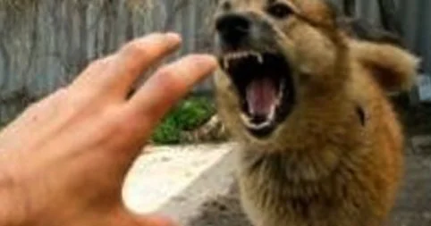 Sahibsiz itlər orta yaşlı qadına hücum etdi