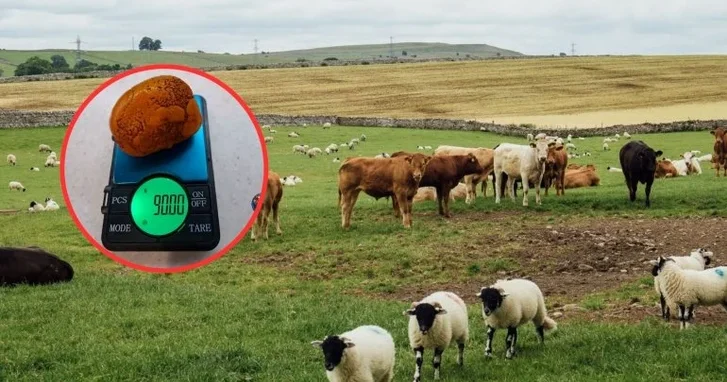 Экзотический товар в Азербайджане: за желчные камни платят до 9 тысяч манатов