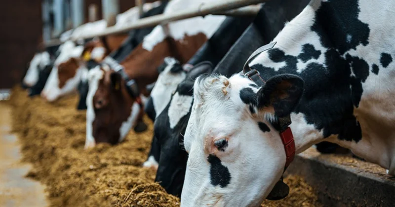 Bruselyoz xəstəliyinə görə seroloji monitorinqlər keçiriləcək