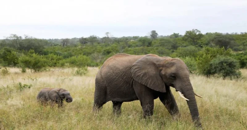 Fil turisti öldürüb