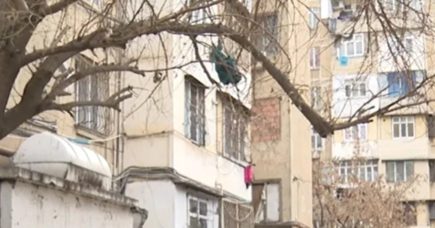 Ни спилить, ни обрезать: жильцы бьют тревогу, но чиновники молчат