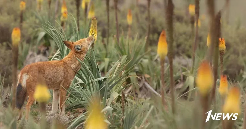Хищники с неожиданной ролью: Волки могут участвовать в опылении растений