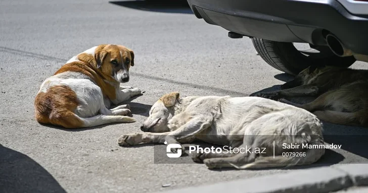Жители Гянджи жалуются на рост числа бездомных собак после очередного инцидента