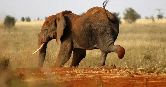 Taylandda kamp edən turist fil hücumuna məruz qalaraq ölüb