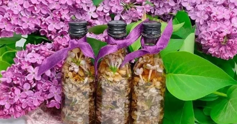 Yasəmən şəfa mənbəyidir... ŞƏRH