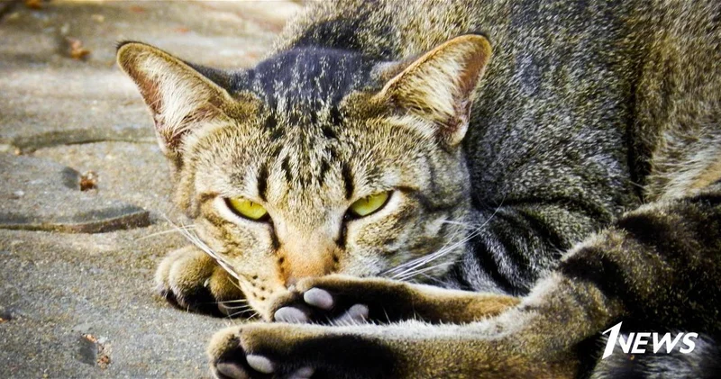 В Греции предлагают жилье в обмен на уход за бездомными кошками