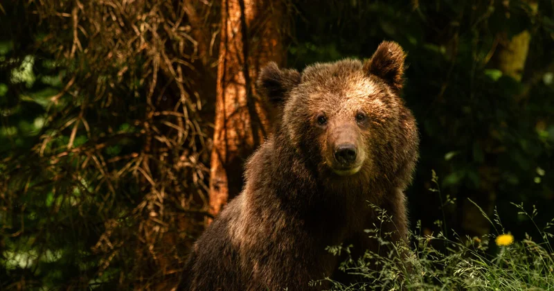 Ученых удивило влияние человека на эволюцию медведей