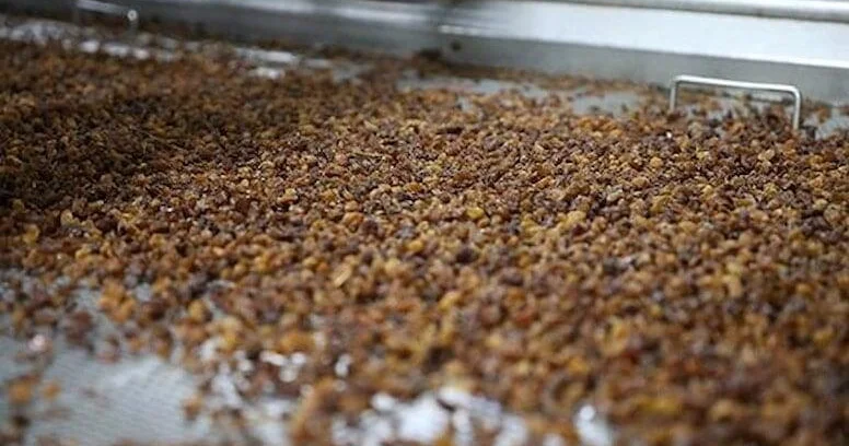 Yaponların güclü yaddaşının sirri: Azərbaycanda üzünə baxmırlar