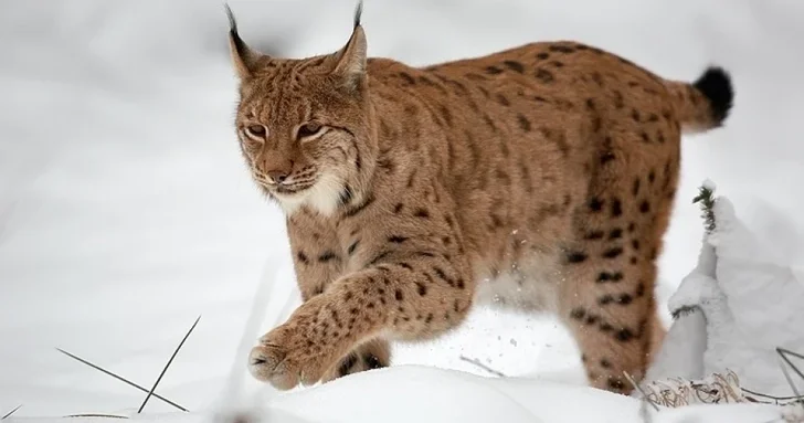 В поселке Гырмызы Базар зафиксировано нападение рыси на частные подворья