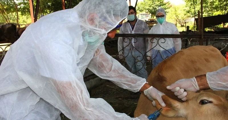 АПБА проведет мониторинги против бруцеллеза