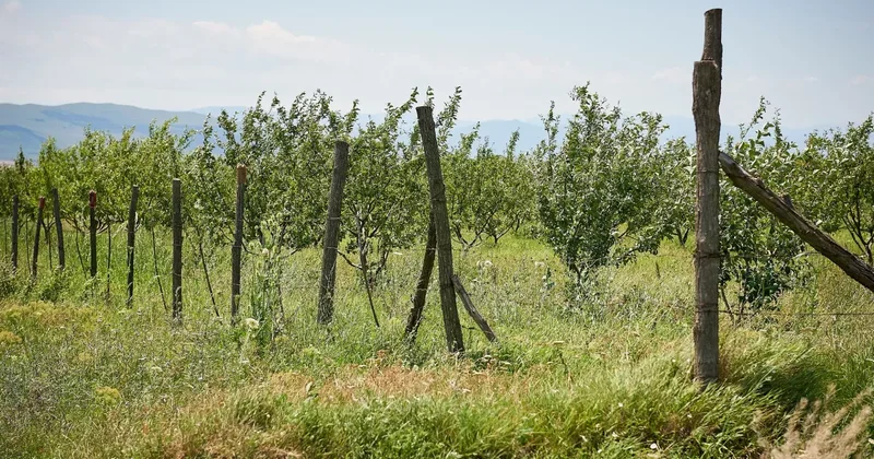 Грузия потратит десятки миллионов на ирригацию