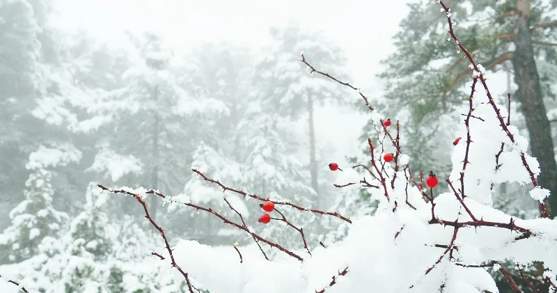 Qış sınaqlı, bahar müjdəli kiçik çillə