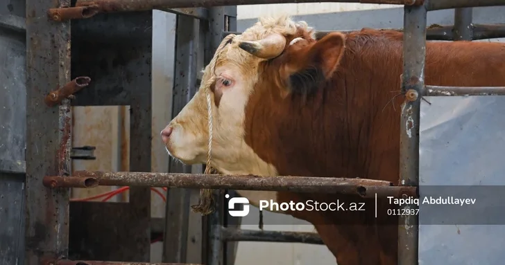 В Азербайджане пройдут серологические мониторинги крупного рогатого скота АПБА