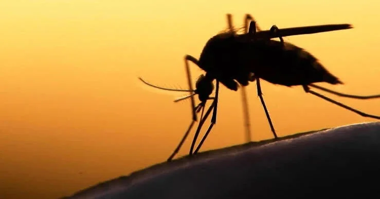 Климатические изменения могут увеличить число смертей от малярии в Африке Исследование