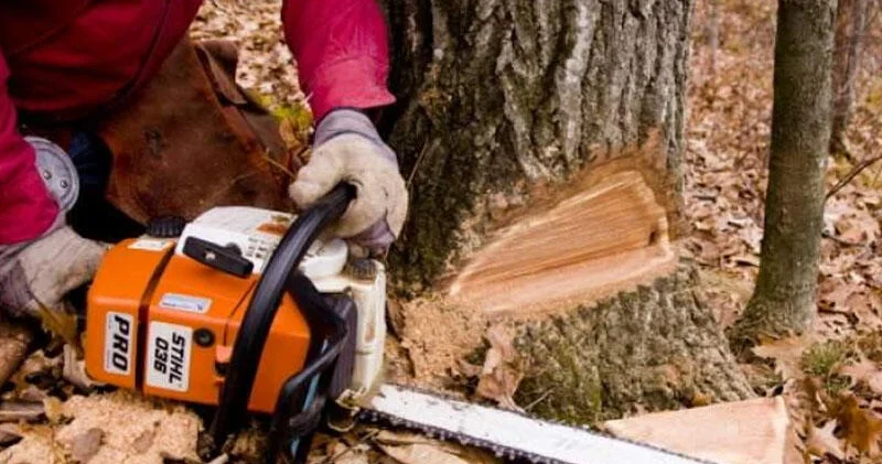 Bakının mərkəzində ağac kəsildi, cinayət işi açıldı