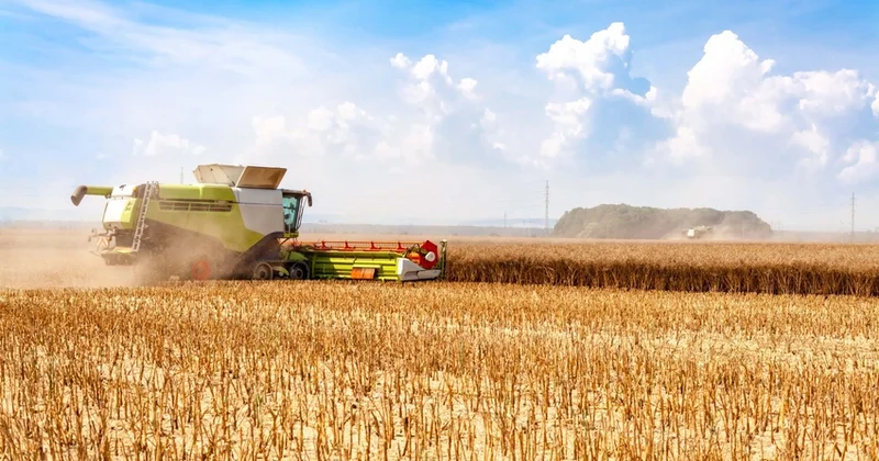 В Азербайджане общее производство зерна в прошлом году выросло на 3%