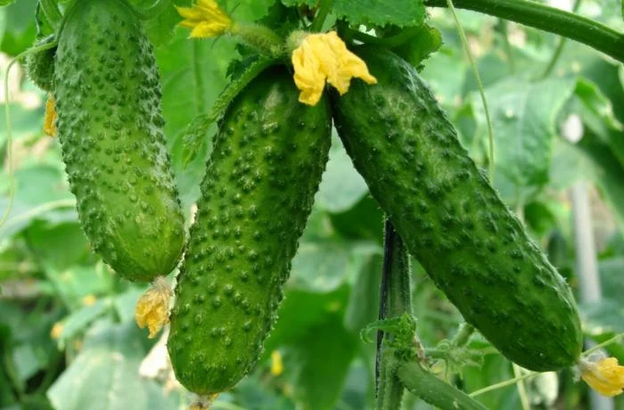 Azərbaycanda xiyar ən çox hansı rayonlarda yetişdirilib? Siyahı