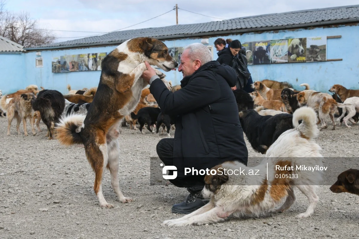 Sahibsiz itlərin saxlanıldığı sığınacaqdan FOTOREPORTAJ