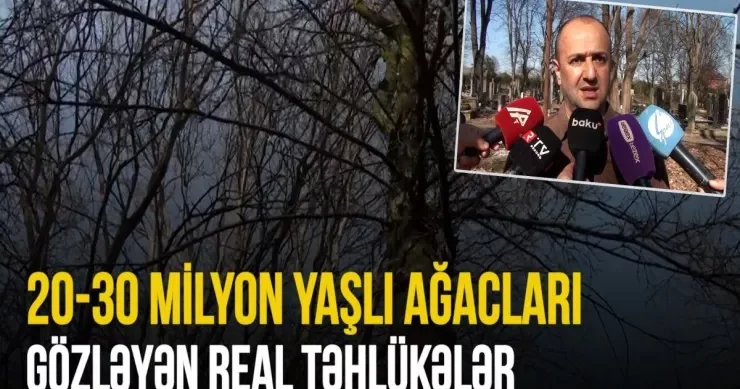 20 30 milyon yaşlı ağaclar və təhlükələr VİDEO