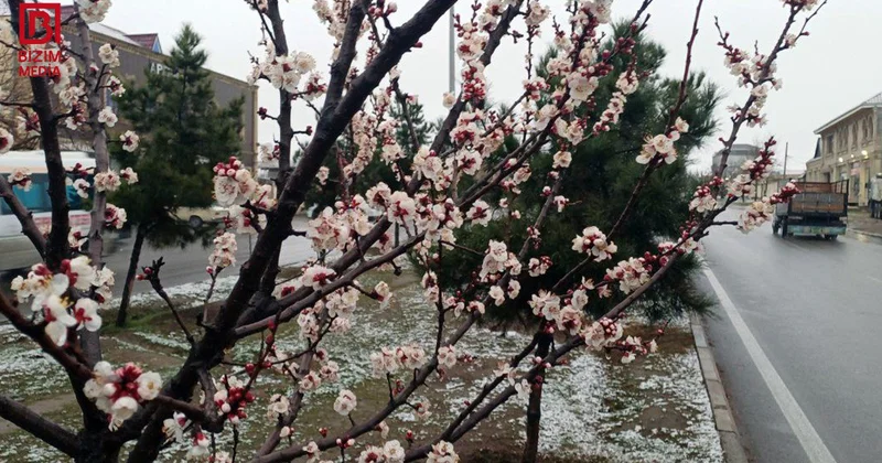 Vaxtsız yağan qar, fermerlərin narahatlığı Məhsuldarlıq aşağı düşəcək? FOTO