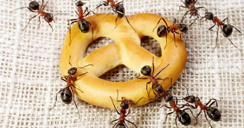 Вредители атакуют дома и офисы