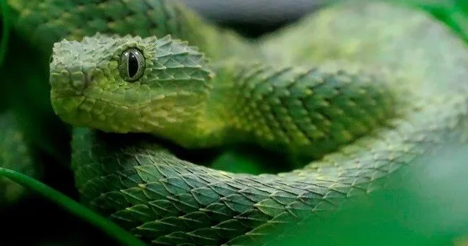 20 il ərzində ilanlar tərəfindən dişləndi, bədəni unikal bir zəhər istehsal etdi