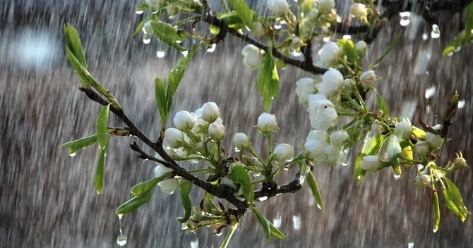 Əksər rayonlarda yağıntılı və küləkli hava davam edir FAKTİKİ HAVA