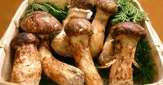 Bu göbələkləri yığanları 4 il həbs və 1 milyon cərimə gözləyir FOTO