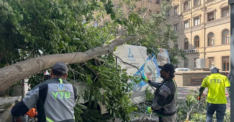 Külək Bakıda 37 ağacı sındırıb FOTO