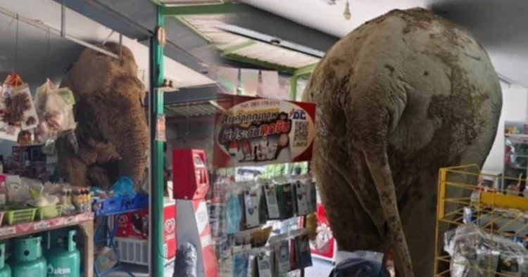 Fil marketə girdi, yedi, getdi...