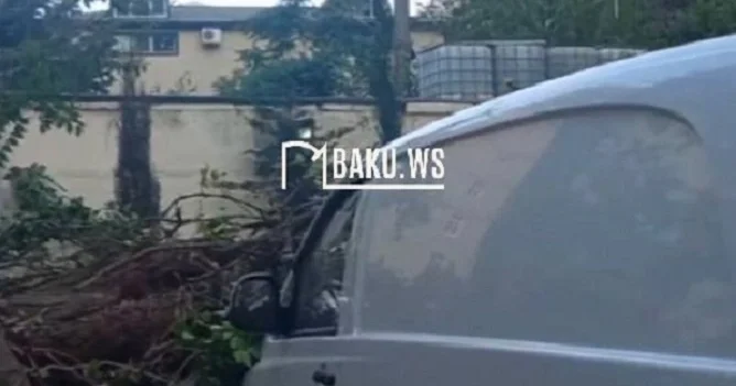 Bakıda ağac aşdı, 8 maşın əzildi