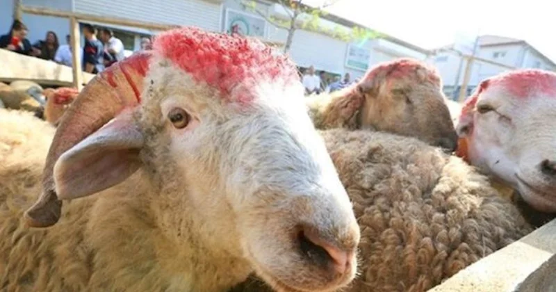 Müştərilər qiymətdən, satıcılar isə alıcı azlığından şikayət edir Qurbanlıq heyvanlar bahalaşdı (VİDEO)