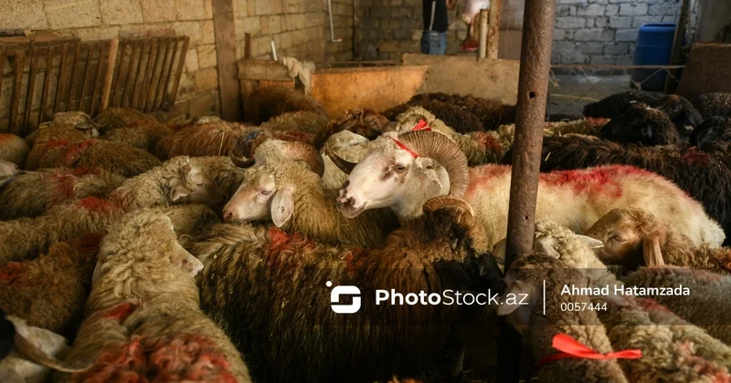 Qurbanlıq heyvanı onlayn qaydada almaq mümkündür