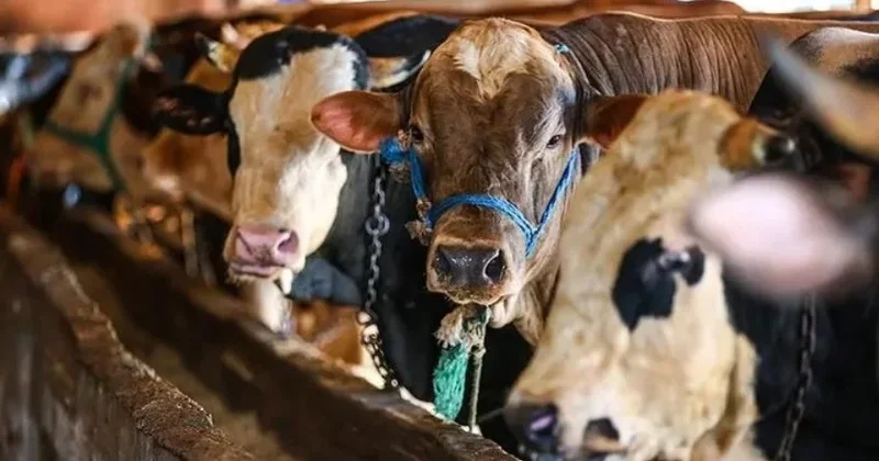 Kredit kartı ilə qurban almaq olarmı? Şərtlər AÇIQLANDI