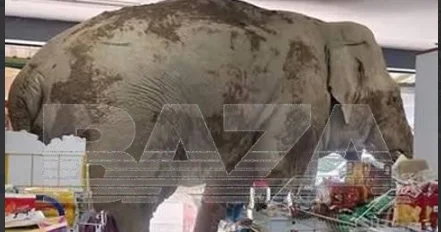 Fil mağazaya girdi, ərzaqları yedi, çıxıb getdi