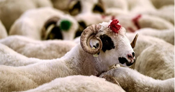 Qurbanlıq alarkən diqqətli olun: Ölümcül xəstəlik riski