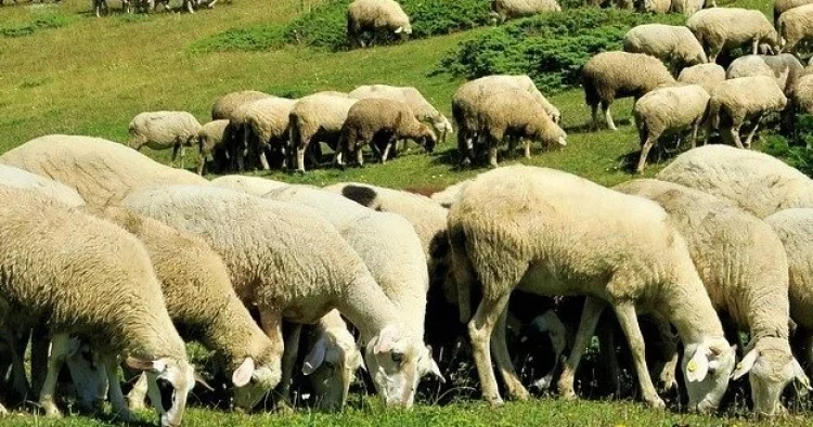 Zaqatalada 27 qoyun oğurlanıb