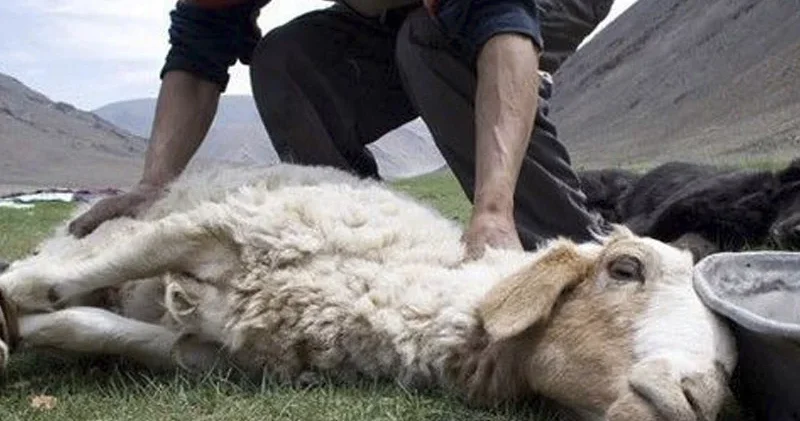 Bayram həftəsi girdi Qurban kəsəcək tanınmışlar