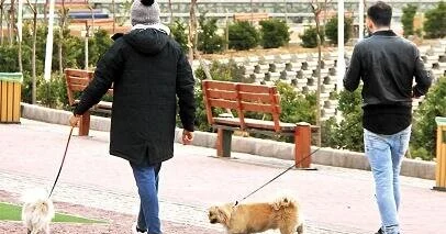 İranın daha bir əyalətində it gəzdirmək qadağan olundu