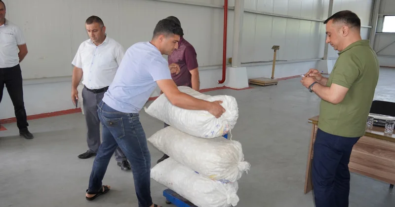 Zaqatalada mövsümün ilk günündə 493 kiloqram yaş barama təhvil verilib
