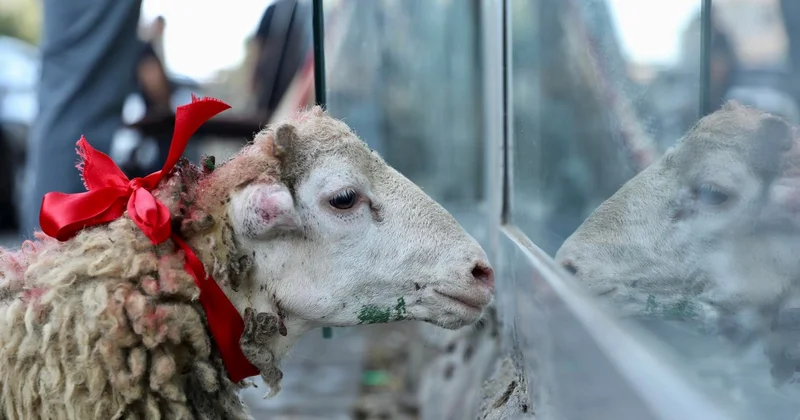 Qurban kəsimində diqqət yetirməli olduğunuz 5 məqam